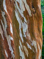 Luma apiculata - Myrtus apiculata  