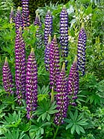 Lupinus 'The Governor', May
