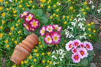 Primula - Polyanthus - different colour varieties and stack of flower pots lying on ground with Winter Aconite and Galanthus - Snowdrop