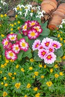 Primula - Polyanthus - different colour varieties and stacked flower pots - on ground with Winter Aconite and Galanthus - Snowdrop
