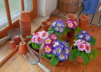 Primula - Polyanthus - different colour varieties in a trug ready for potting up in a garden potting shed 