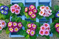 Looking down on Primula - Polyanthus - different colour varieties in wooden painted box
