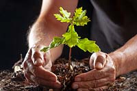 Quercus robur  - Oak - planting a seedling in the ground 