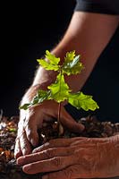 Quercus robur - Oak - planting a seedling in the ground