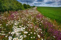 Silene dioica - Red Campion and Leucanthemum vulgare - Oxeye Daisy on field margin, June