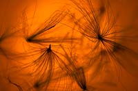 Taxaxacum officinale - Dandelion - seeds at sunset