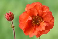 Geum 'Flames of Passion' 