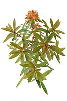 Euphorbia griffithii  'Fireglow' 