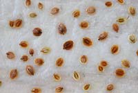 Pastinaca sativa 'Hollow Crown'. Parsnip seed laid out on wet paper towel to germinate