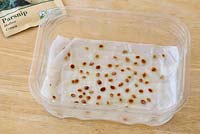 Pastinaca sativa 'Hollow Crown' - Parsnip - seed laid out on wet paper towel in a plastic container to germinate 