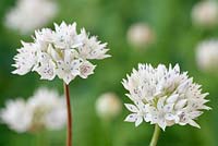 Allium amplectens 'Graceful Beauty' 