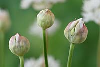 Allium amplectens  'Graceful Beauty' 