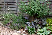 Border planting includes Lavender and a red Salvia