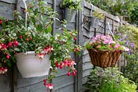 Hanging baskets with Fuchsia