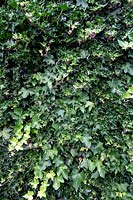 Hedera helix - Variegated Ivy - growing on wall