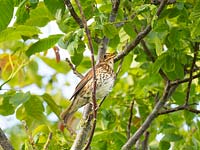 Turdus philomelos 'Song Thrush', singing in walnut tree