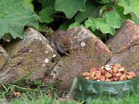 Myodes glareolus - Bank Vole - taking peanuts left out for hedgehogs