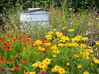 Bee hive in nectar rich wildflower area with Helenium 'Sahin's Early Flowerer', Heliopsis helianthoides -False Sunflower  