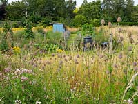Rural allotment in rough pasture with Teasel and Thistle in foreground