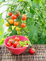 Solanum lycopersicum 'Gardeners Delight' - Tomato - small bowl of fruit in greenhouse