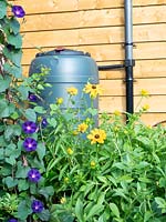 Garden water butt with rain saving device, Rudbeckia hirta 'Marmalade', Morning Glory, Ipomoea purpurea 'Grandpa Ott'