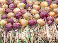 Maincrop onions drying outside, 'Sturon' and 'Red Baron'