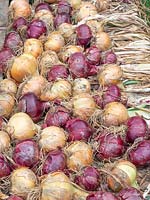 Onions drying outdoors after being harvested