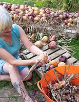 Woman sorting and cleaning maincrop onions for storage, Sturon and Red Baron.