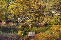 Bench seat on the main lawn with a large Malus 'James Grieve' apple tree, Taxus baccata yew hedge and Cornus alba 'Spaethii' yellow dogwood on the Cornus Walk