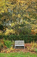 Bench seat on the main lawn with a large Malus 'James Grieve' - Apple - tree, Taxus baccata - Yew - hedge and Cornus alba 'Spaethii' - Yellow Dogwood
