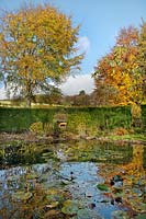 The pond with Fagus sylvatica beech trees