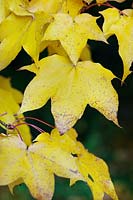 Acer cappadocicum - Cappadocian Maple - leaves