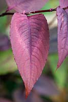 Persicaria 'Red Dragon' - Knotweed - leaf