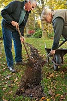 Robert and Annika preparing a trench for planting bare root Fagus sylvatica beech hedge saplings by layering leaf mould mulch and soil