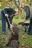 couple preparing a trench for planting bare root Fagus sylvatica - Beech - hedge saplings by layering leaf mould mulch and soil