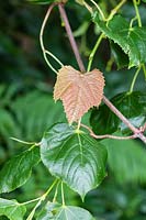 Vitis coignetiae. RHS Award of Garden Merit. New leaf with characteristic bronze colour growing over a Tilia 