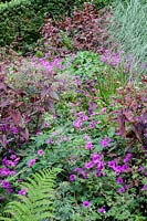Bed of Persicaria 'Red Dragon' with Geranium 'Mrs Thomson'