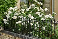 Rosa 'Kew Gardens' in a small front garden behind railings.  