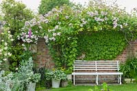 Rosa 'Blush Noisette'  trained over arch with garden bench.