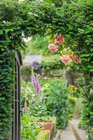 View through doorway in formal town garden with yew arch and roses. 