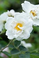 Rosa x alba 'Alba Semiplena' - White Rose of York 