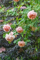 Rosa 'A Shropshire Lad' - English Shrub Rose - with  Sambucus nigra f. porphyrophylla 'Eva'  syn. Sambucus 'Black Lace' - Purple Elder  