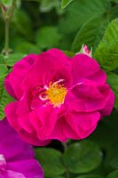 Rosa gallica var. officinalis - Apothecary's Rose