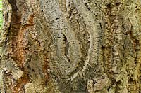 Quercus suber Bark - Cork Oak