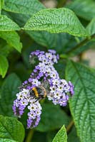 Bee on Heliotropium arborescens 'Chatsworth' - Heliotrope 'Chatsworth'
