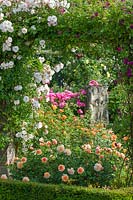 Rosa 'The Lady of the Lake' trained over pergola with 'Port Sunlight', 'Lady of Shalott' and 'Hyde Hall', June