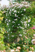 Rosa 'The Lady of the Lake' trained over pergola, June