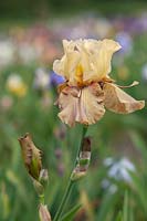 Tall Bearded Iris 'Thornbird' 