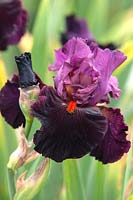 Tall Bearded Iris 'Fiery Temper' 