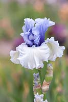 Iris germanica 'Wintry Sky' - Bearded Iris 'Wintry Sky' Keppel, 2002